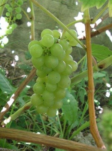 Winorośl winogrona Riton