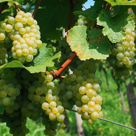 Winorośl winogrona Solaris