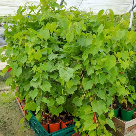 Winorośl winogrono Goecseji Zamatos