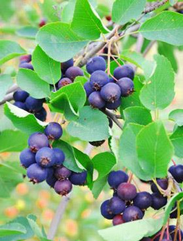 Świdośliwa olcholistna Thiessen