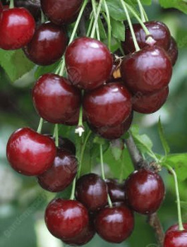 Wiśnia Groniasta Deserowa