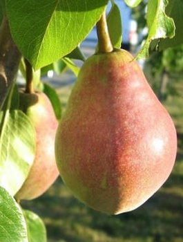 Grusza Klapsa Faworytka