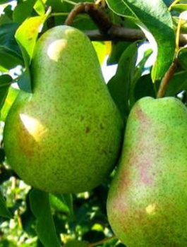 Grusza Lukasówka odporna