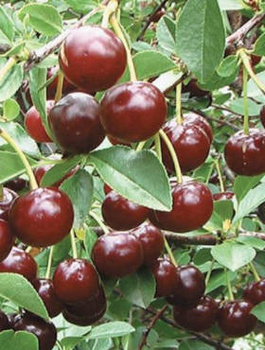 Wiśnia Lucyna Najlepsza Deserowa START PACK