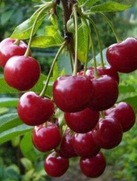 Wiśnia Erdi Bottermo START PACK