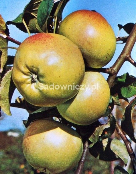 Jabłoń Boiken w doniczce
