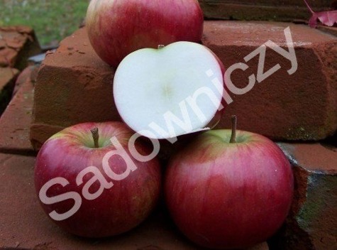 Jabłoń Freedom Parchoodporny w doniczce