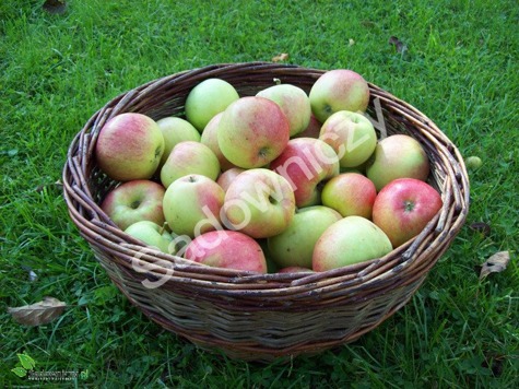 Jabłoń James Grieve w doniczce