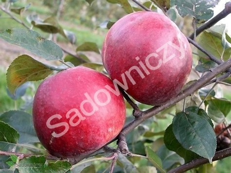 Jabłoń Malinowa Malinówka w doniczce