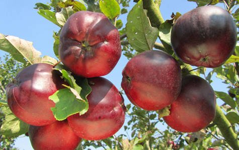 Jabłoń Malinowa Oberlandzka w doniczce