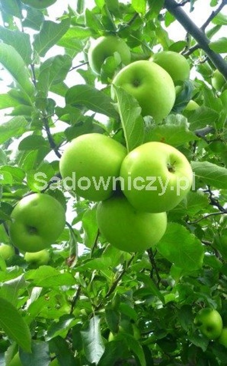 Jabłoń Mutsu Zielone Jabłko w doniczce