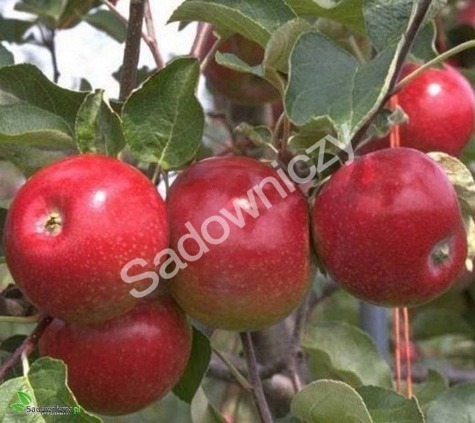 Jabłoń Rajka Parchoodporna w doniczce
