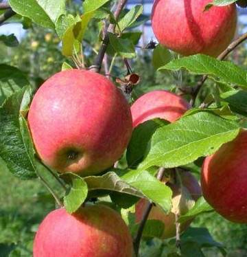 Jabłoń Typu Arive Parchoodporna START PACK ®