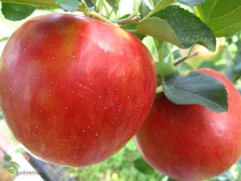 Jabłoń Typu Arive Parchoodporna w doniczce