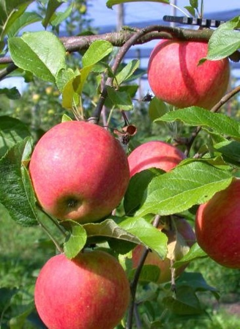 Jabłoń Typu Arive Parchoodporna w doniczce