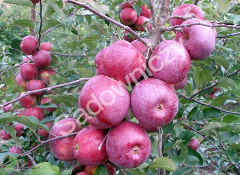 Jabłoń typu Florina Parchodporna w doniczce