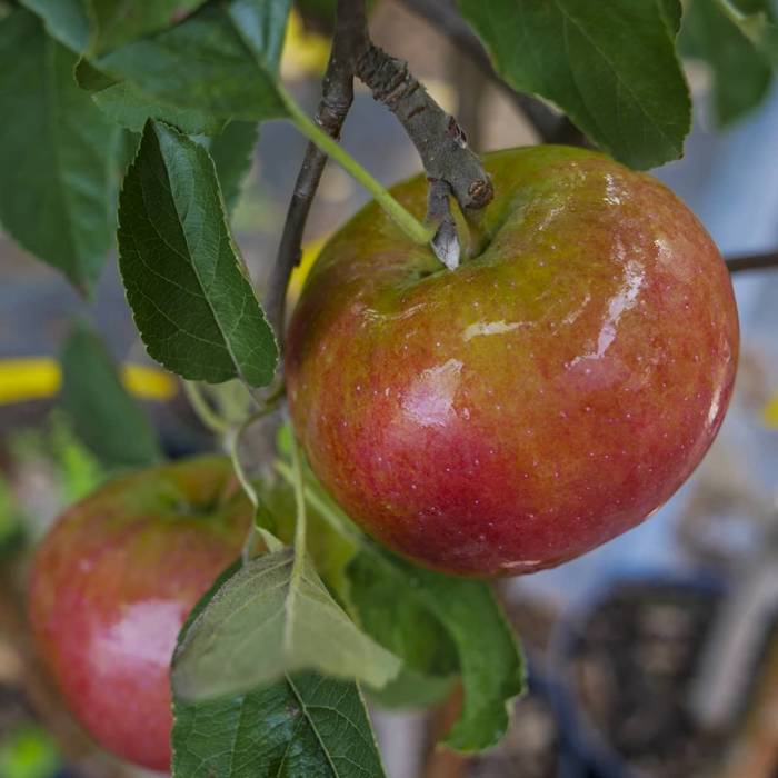 Jabłoń typu Najdared w doniczce