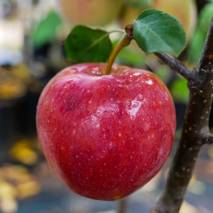 Jabłoń typu Remo Parchoodporna w doniczce