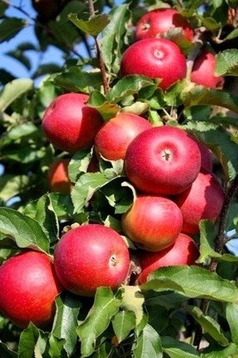 Karłowa Jabłoń Rubin o słodko-winnym smaku w doniczce