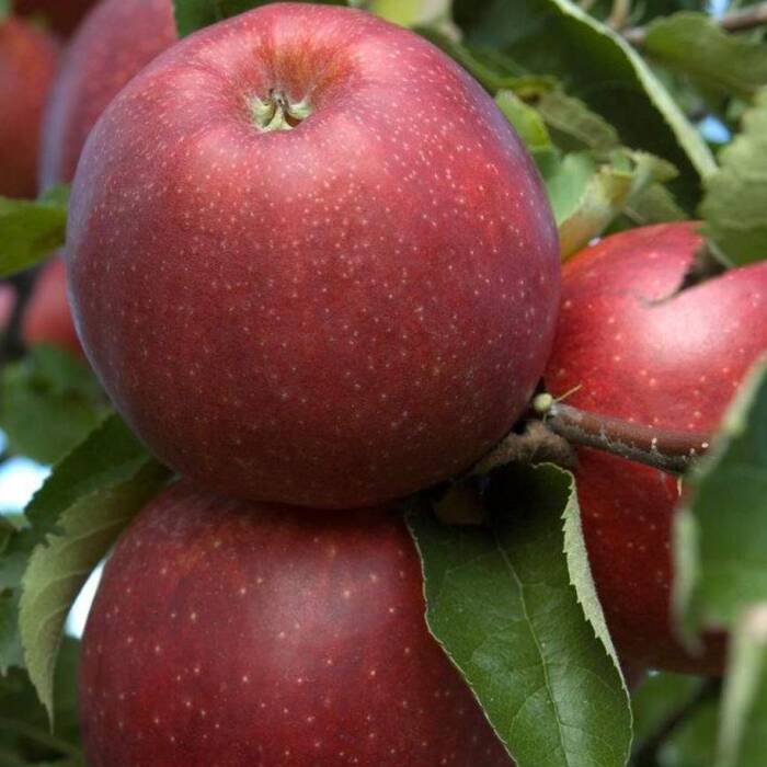 Półkarłowa Jabłoń typu Jonagored Supra START PACK ®